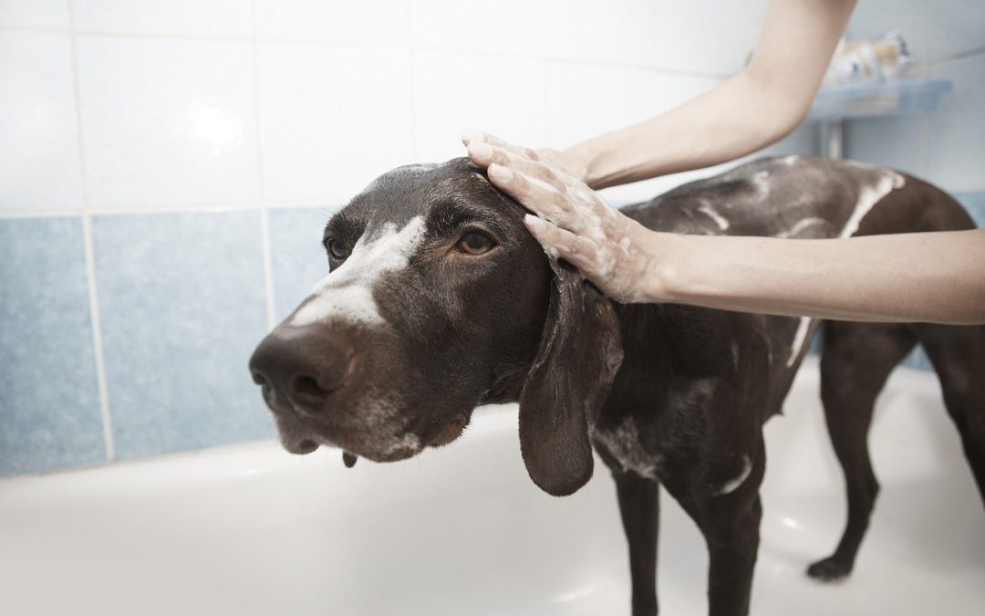 ¿Y si debemos bañar al perro en invierno, ¿cómo hacerlo?