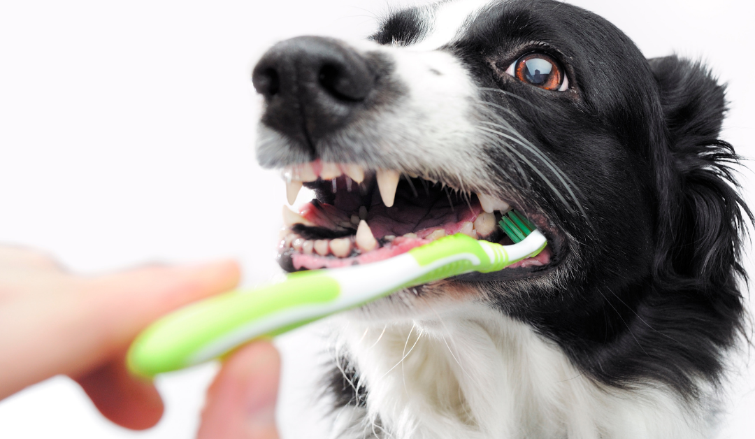 Tips y consejos para cuidar la higiene bucal de tu perro