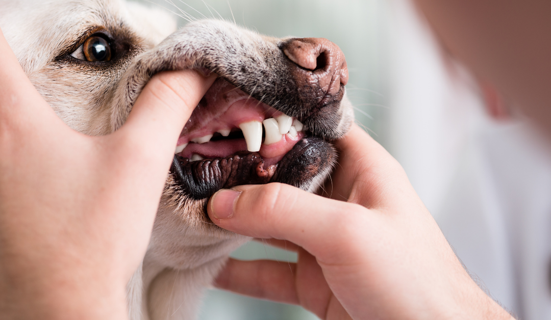 Kiwoko te enseña a cuidar la higiene bucal de tu perro