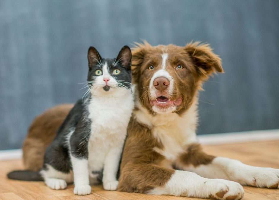 ￼Sistema inmunitario de tu perro o gato