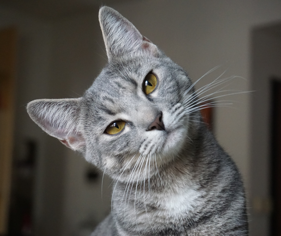 Omega 3 para gatos y sus beneficios Centro Comercial La Laguna