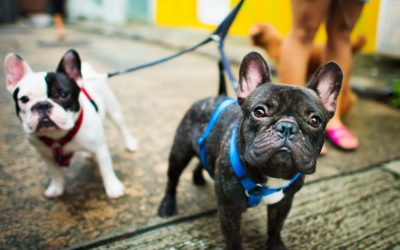 ¿Por qué es tan importante que tu perro olfatee mientras lo paseas?