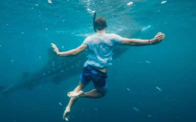 ¡Kiwoko nos trae el mayor listado de películas de animales!