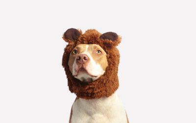 Kiwoko nos enseña a afrontar el estrés por separación