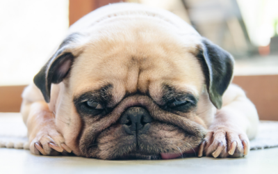 Las orugas procesionarias, un peligro para los perros