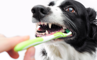Tips y consejos para cuidar la higiene bucal de tu perro