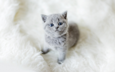 Un gatito en casa: cómo prepararte para su llegada