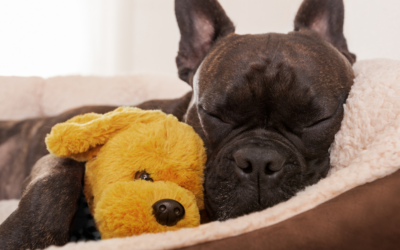 ¿Cómo elegimos la cama de nuestro perro? ¡Kiwoko nos da la solución!