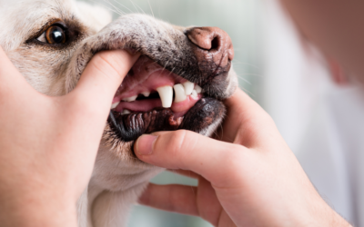 Kiwoko te enseña a cuidar la higiene bucal de tu perro