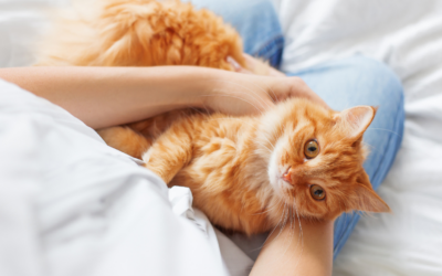 Cómo saber si tu gato está deshidratado