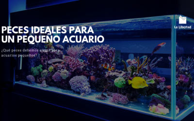 Peces ideales para un pequeño acuario