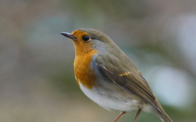Si quieres un pájaro como mascota debes saber que…