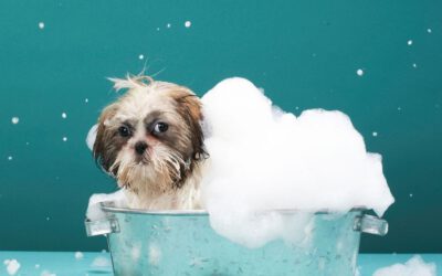 El primer baño de tu cachorro con la ayuda de Kiwoko