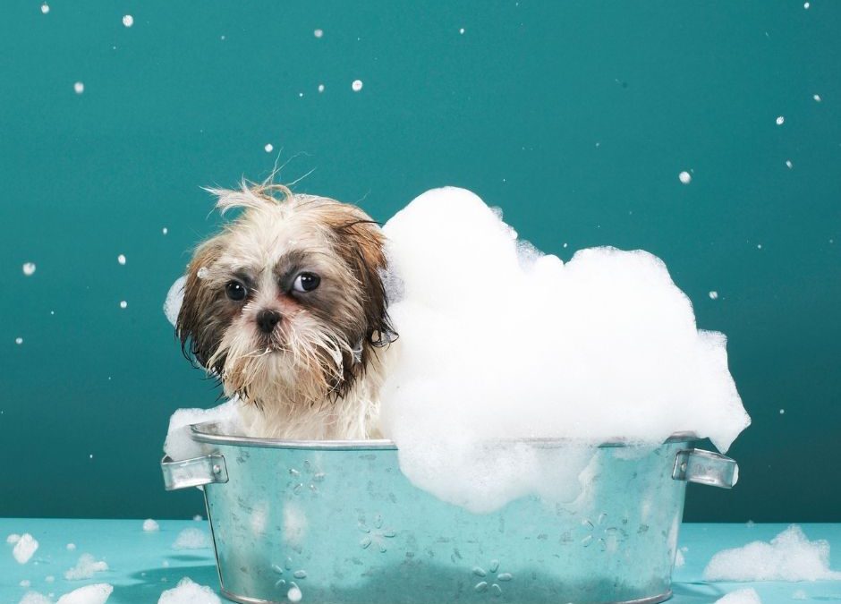 El primer baño de tu cachorro con la ayuda de Kiwoko
