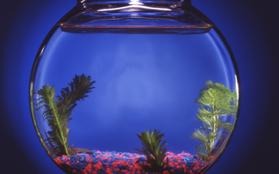 Limpiar una pecera: los trucos que debes conocer