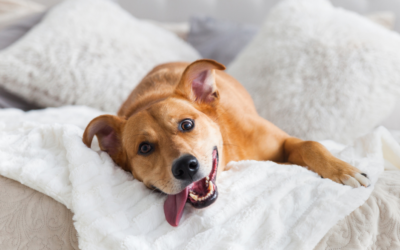 Paradores de España que admiten mascotas