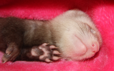 El descanso de los hurones, gracias a Kiwoko