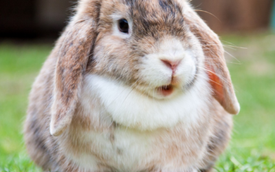 Conejo doméstico: las claves para cuidarlo
