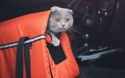 Trucos para llevar al gato en el coche