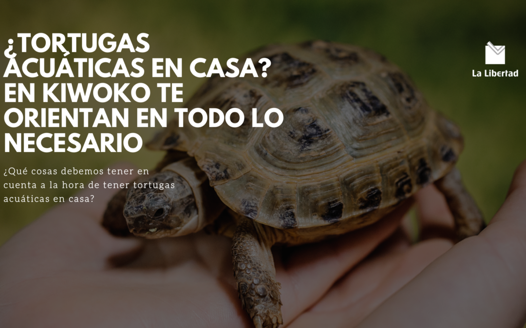 ¿Tortugas acuáticas en casa? En Kiwoko te orientan en todo lo necesario