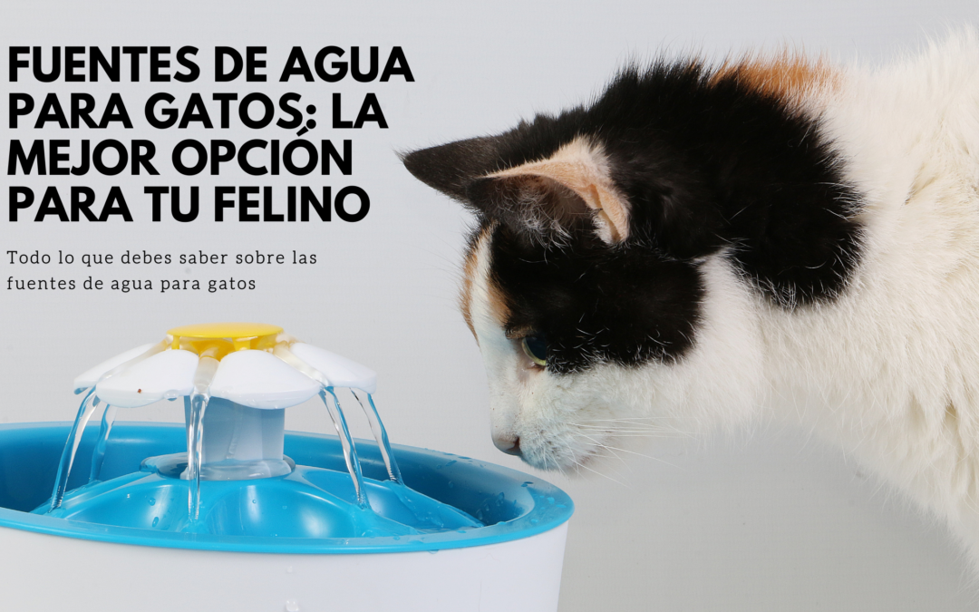 Fuentes de agua para gatos: la mejor opción para tu felino