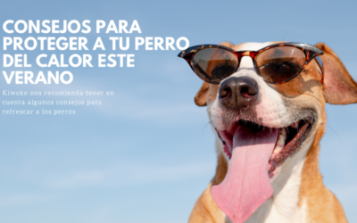 Consejos para proteger a tu perro del calor este verano