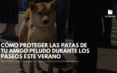 Cómo proteger las patas de tu amigo peludo durante los paseos este verano